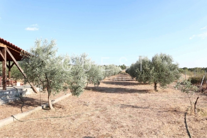https://www.questrealty.gr/images/properties/11875927.jpg